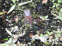 Lithobates clamitans