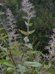 Scrophularia villosa