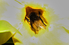 Euglossini