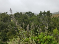 Scrophularia villosa