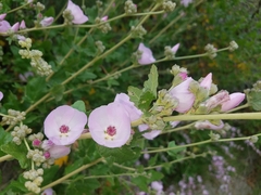 Malacothamnus fasciculatus catalinensis