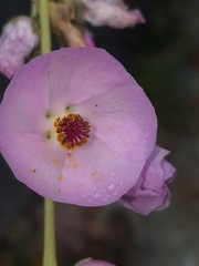 Malacothamnus fasciculatus catalinensis