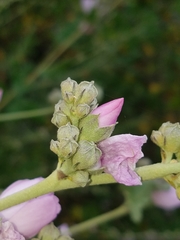 Malacothamnus fasciculatus catalinensis