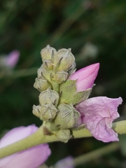 Malacothamnus fasciculatus catalinensis