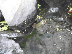 Lithobates clamitans