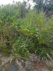 Malacothamnus fasciculatus catalinensis