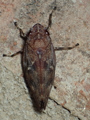 Aphrophora cribrata