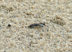 Stichopogon abdominalis