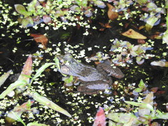 Lithobates clamitans