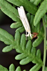 Crambus multilinellus