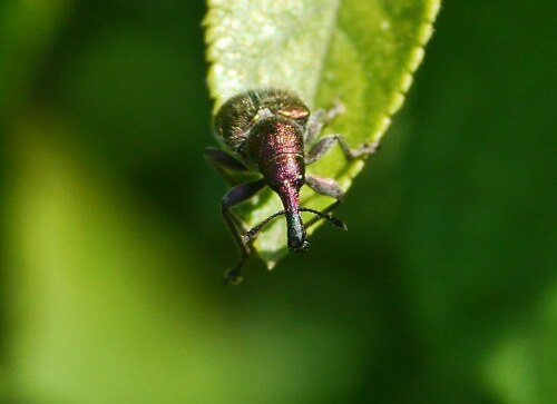 Abberton Weevil