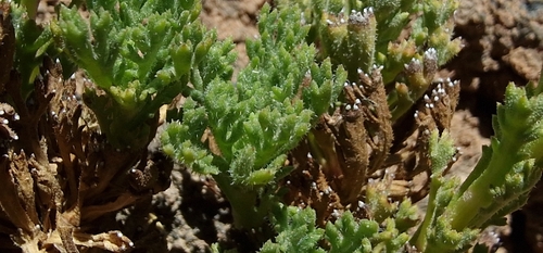 Image of Argyranthemum tenerifae by (c) Phill Robinson, some rights reserved (CC BY)