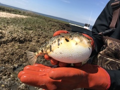 Sphoeroides maculatus