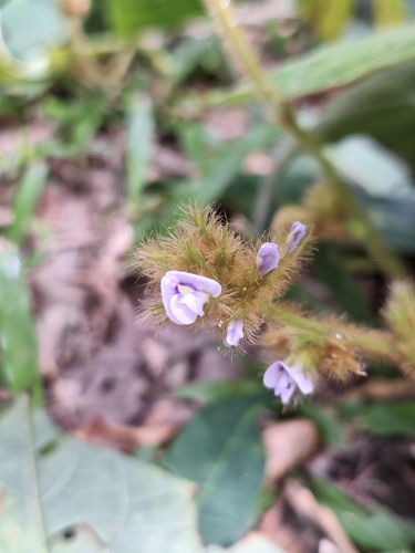 Image of Calopogonium mucunoides by (c) Wendrio S. de Melo, some rights reserved (CC BY)