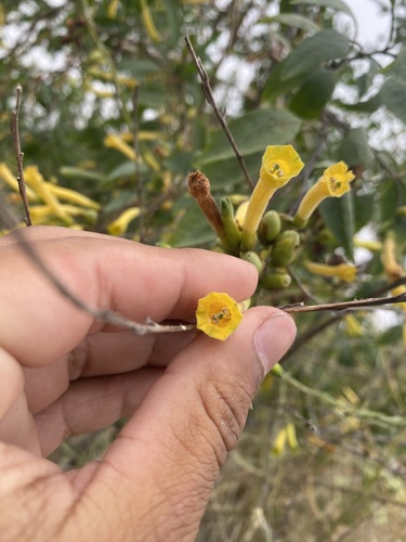iNaturalist observation photo of tree tobacco