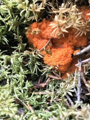 Byssonectria terrestris