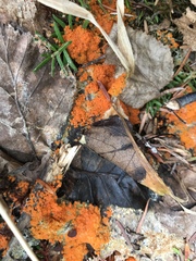 Byssonectria terrestris