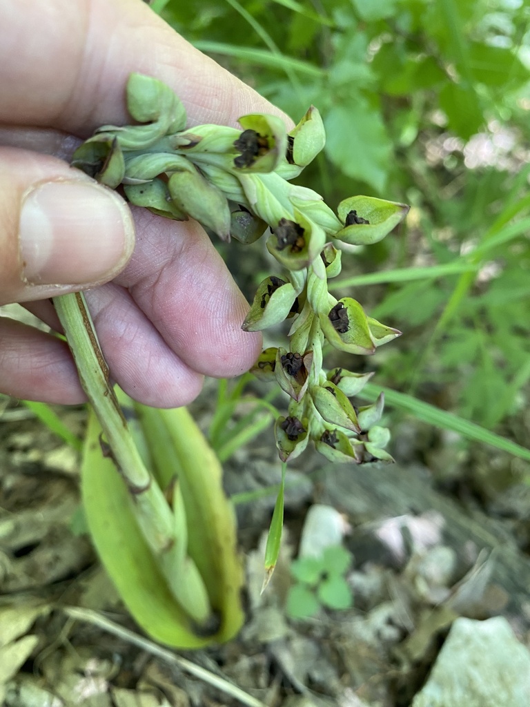 Steveniella satyrioides
