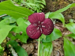 Trillium vaseyi