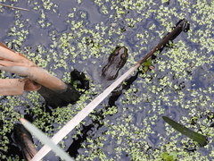 Lithobates clamitans
