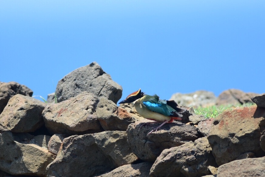 Fairy Pitta (Pitta nympha)