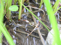 Lithobates clamitans