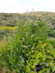 Malacothamnus fasciculatus catalinensis