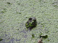 Lithobates catesbeianus