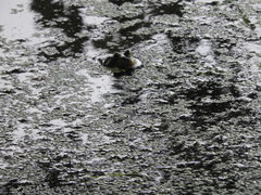 Lithobates catesbeianus