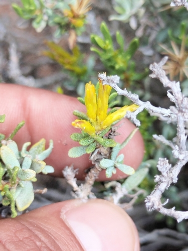 Image of Hazardia ferrisiae by no rights reserved