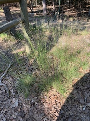 Piptochaetium avenaceum