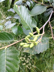 Alnus rubra