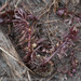 Utricularia stygia - Photo (c) M. Goff,  זכויות יוצרים חלקיות (CC BY-NC-SA), הועלה על ידי M. Goff