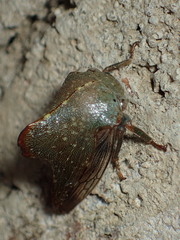 Telamona monticola