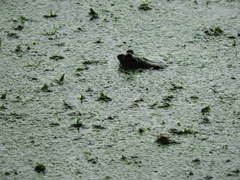 Lithobates catesbeianus