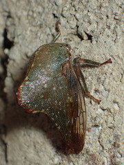 Telamona monticola