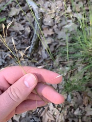 Piptochaetium avenaceum