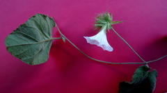 Jacquemontia bracteosa