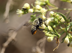 Megachile pollinosa