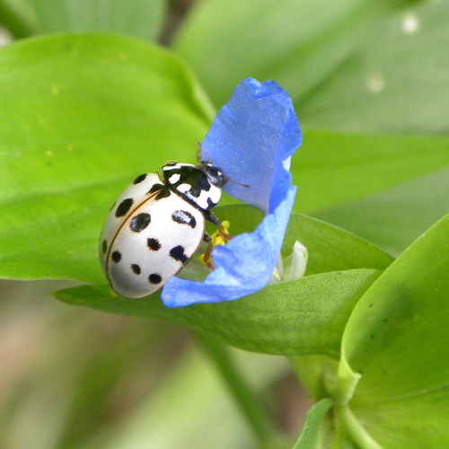 Fifteen-spotted Lady Beetle photographed in Kentucky