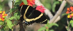 Papilio garamas garamas