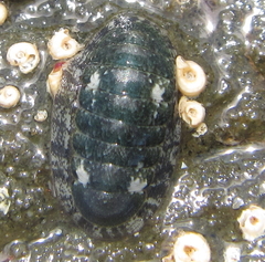 Ischnochiton maorianus