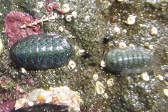 Ischnochiton maorianus