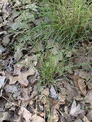 Piptochaetium avenaceum