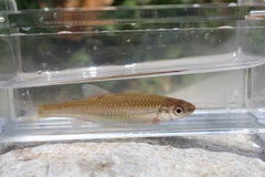 Notropis nubilus