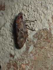 Aphrophora cribrata