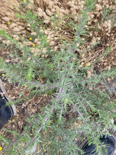 iNaturalist observation photo of southern tarplant