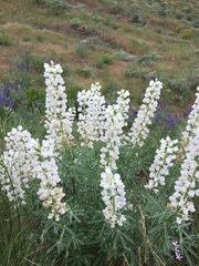 Lupinus leucophyllus