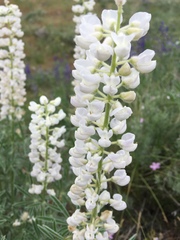 Lupinus leucophyllus