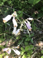 Penstemon tenuiflorus